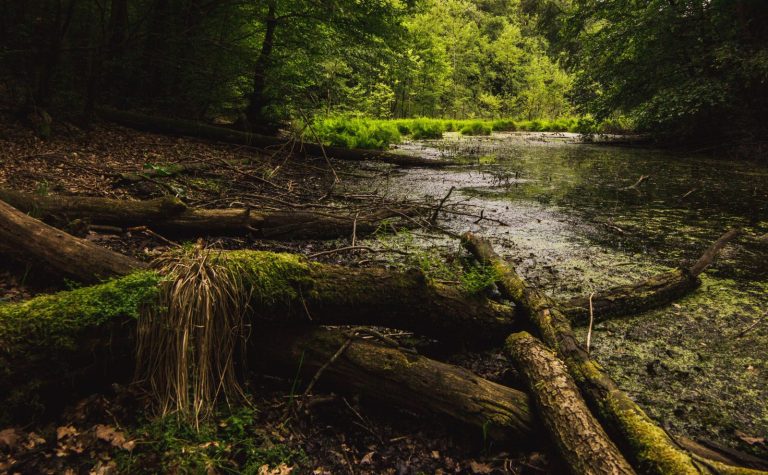 Mokradła – kolebka cywilizacji i nasza polisa bezpieczeństwa