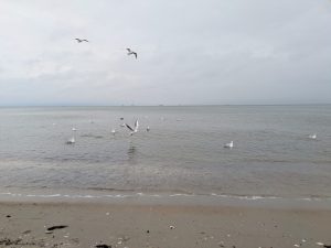 Sopot. Potwierdzono przypadki ptasiej grypy na terenie miasta