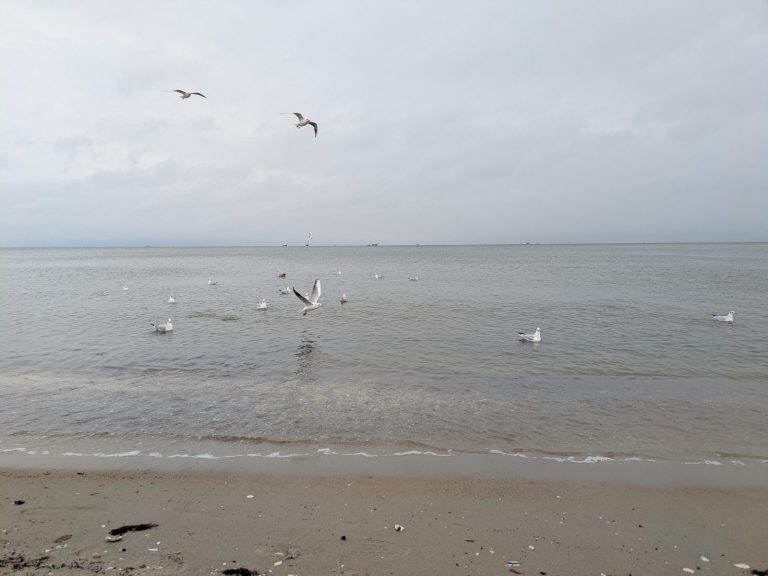 Sopot. Potwierdzono przypadki ptasiej grypy na terenie miasta