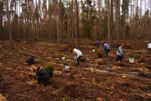 Lubelskie. Leśnicy planują 19,5 mln nowych drzew w regionie
