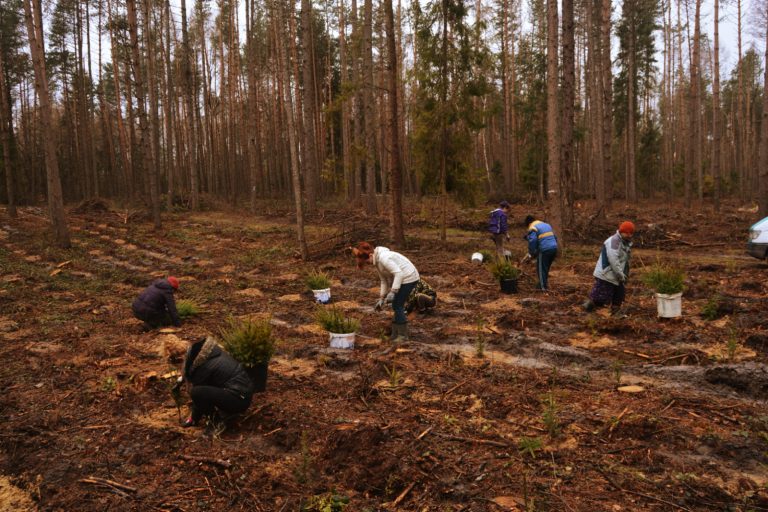 Lubelskie. Leśnicy planują 19,5 mln nowych drzew w regionie
