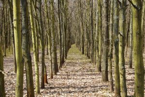 20 mln nowych drzew. Leśnicy w RDLP Olsztyn ruszyli z nasadzeniami