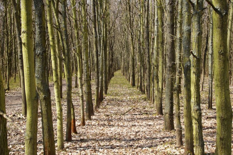 20 mln nowych drzew. Leśnicy w RDLP Olsztyn ruszyli z nasadzeniami
