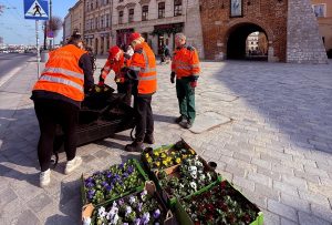 Wiosenne nasadzenia w Lublinie i Gorzowie Wlkp. Bratki, goździki i stokrotki zdobią miejskie przestrzenie