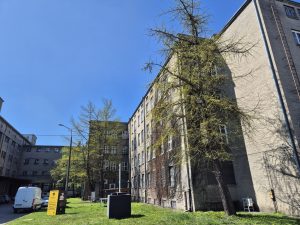 Lublin. Miłorzęby na Tytoniach pomnikami przyrody