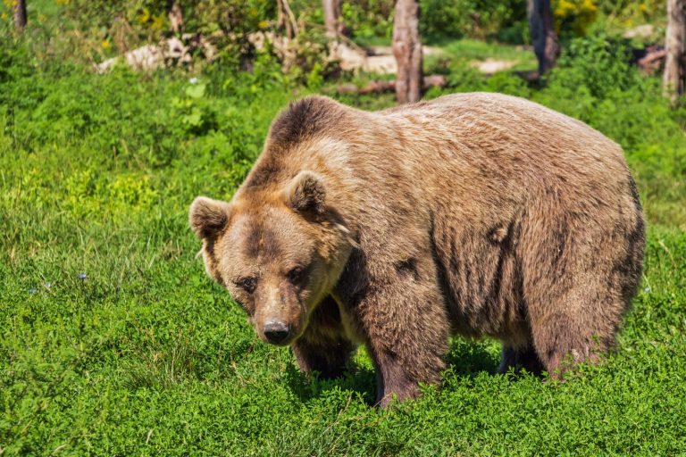 Podkarpacka RDOŚ: osiem niedźwiedzi odłowiono w Bieszczadach