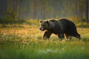Senat za poprawkami do ustawy ws. płoszenia niedźwiedzi, wilków i żubrów gumowymi pociskami