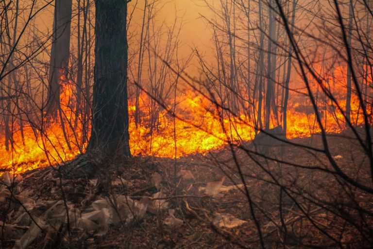 Minister klimatu: od początku roku w polskich lasach wybuchło niemal 4 tys. pożarów lasów