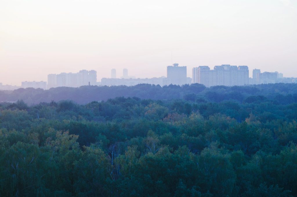 Kapitał, który rośnie na pniu