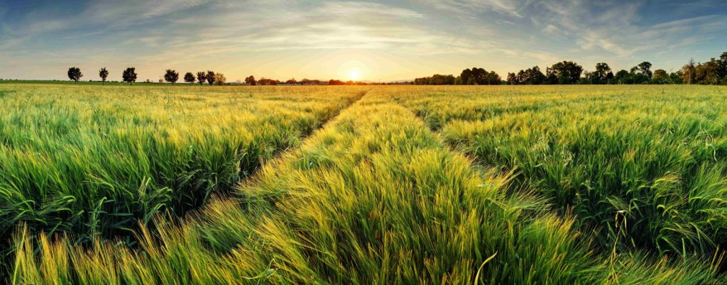 GMO pomoże w walce ze skutkami zmian klimatu? Tak przekonuje profesor UW