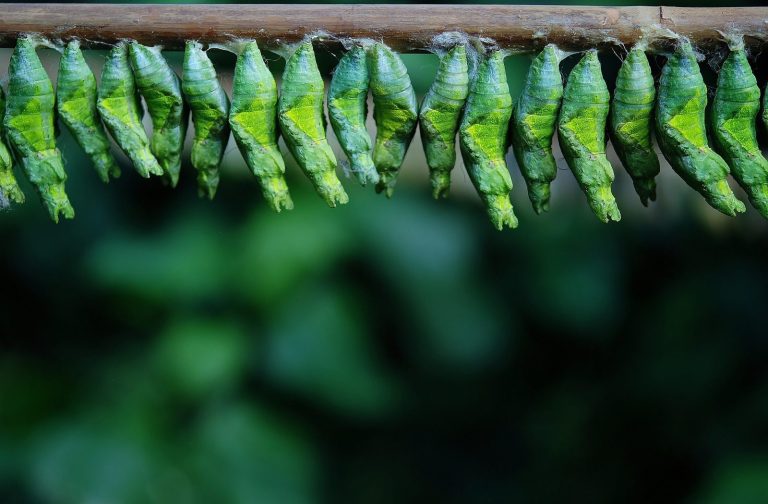 Hodowla owadów nie zawsze lepsza dla klimatu niż produkcja mięsa