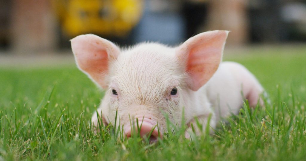 Walczymy z emisjami gazów. Naukowcy: znaczenie ma także zmiana diety