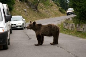 Niedźwiedzie coraz bliżej ludzi. Rusza projekt ochrony drapieżników