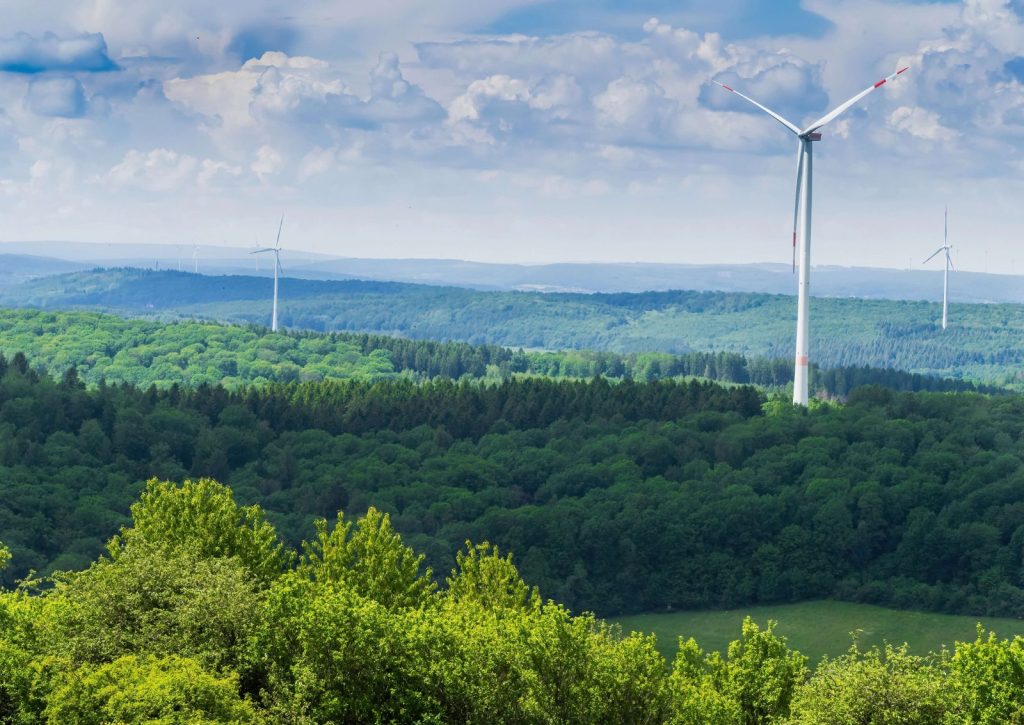 Lasy, ptaki i wiatraki. Niemcy szukają kompromisu między OZE a naturą