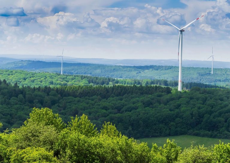Lasy, ptaki i wiatraki. Niemcy szukają kompromisu między OZE a naturą
