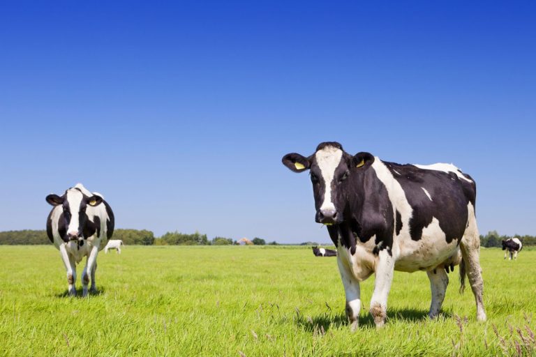 ETS 3 może zmienić polskie gospodarstwa. Szansa dla biogazu i biometanu?