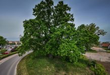 Warszawa. Rozpoczęło się głosowanie na Warszawskie Drzewo Roku