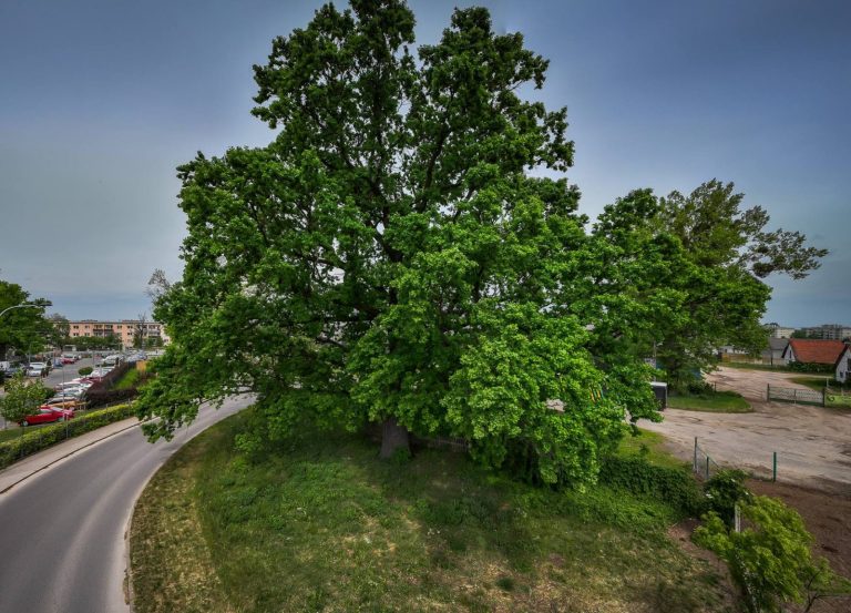 Warszawa. Rozpoczęło się głosowanie na Warszawskie Drzewo Roku