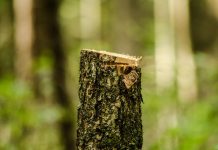 W europejskich lasach rosną straty biomasy. Powodem susze, burze, wycinka i korniki