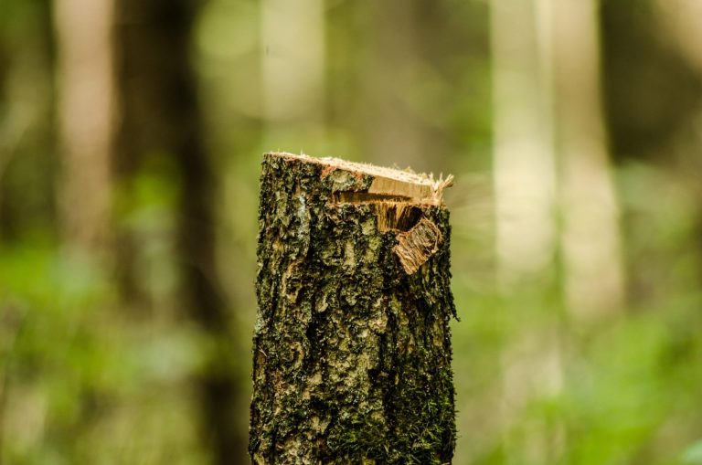 W europejskich lasach rosną straty biomasy. Powodem susze, burze, wycinka i korniki