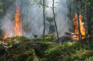 Zmiana klimatu może niemal potroić obszar pożarów w Europie