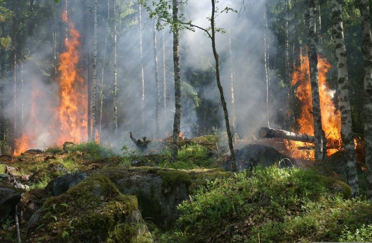 Zmiana klimatu może niemal potroić obszar pożarów w Europie