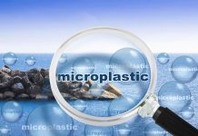 Mikroplastik przenosi chemię, patogeny i geny oporności na antybiotyki?