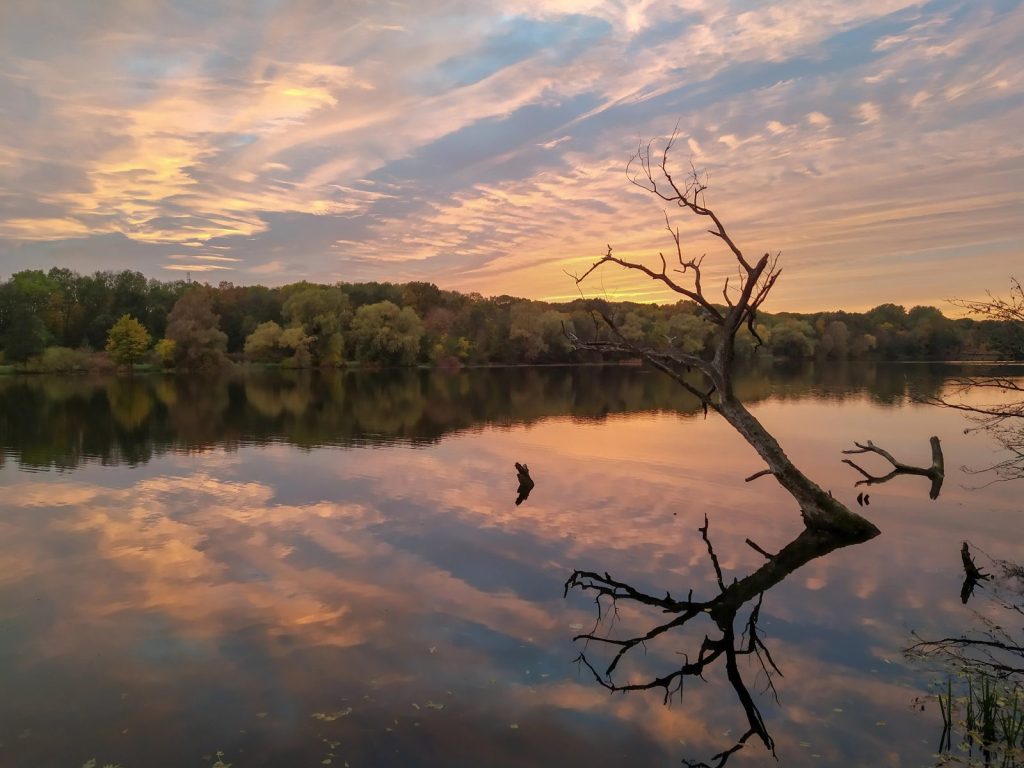 Skomplikowana leśna układanka