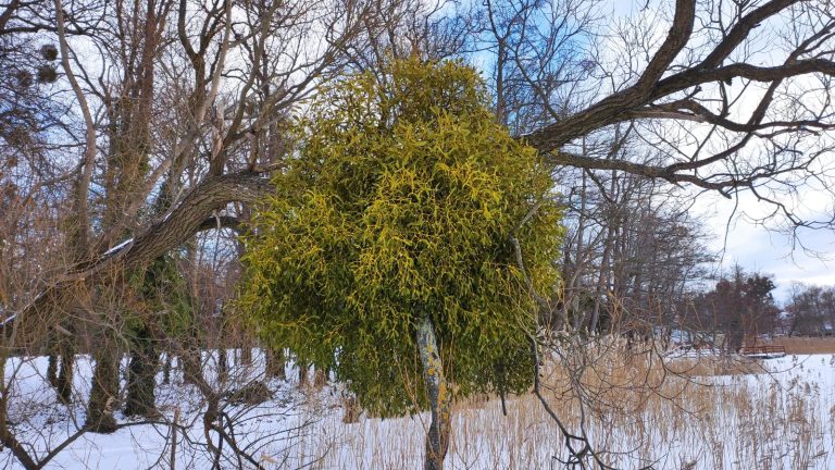 Jemioła. Zielony pasożyt czy sprzymierzeniec?