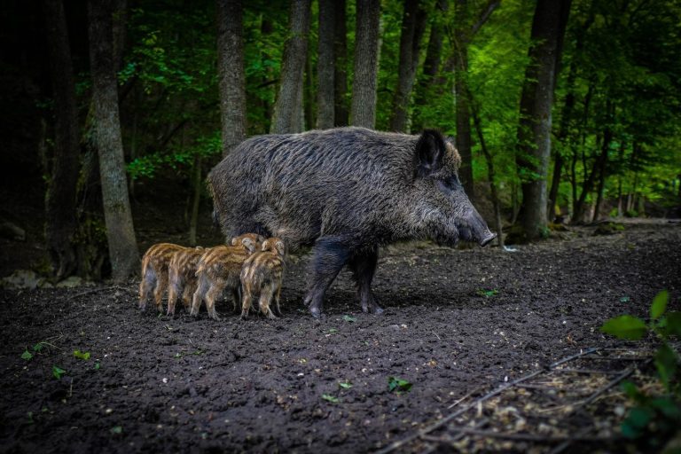 Kraków. Rośnie liczba zgłoszeń w sprawie obecności dzików